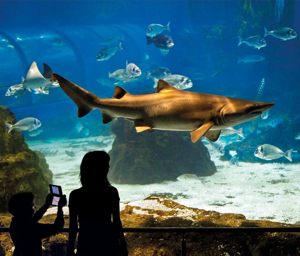 aquarium_MG_2489l