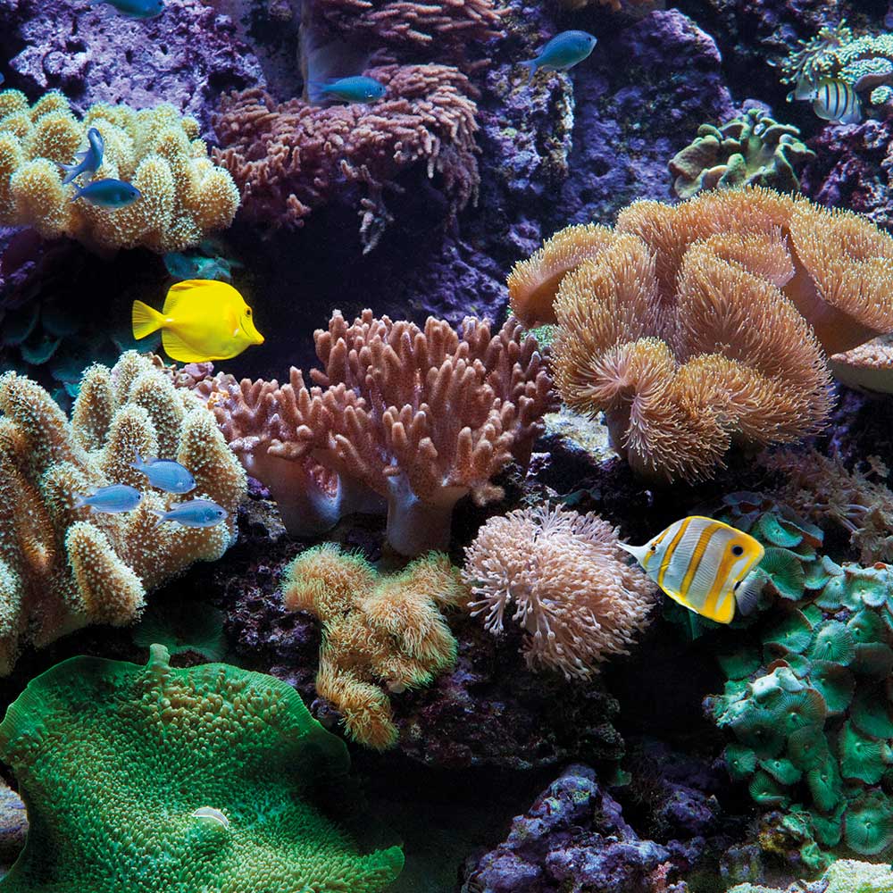 aquarium_MG_9056-peixets-acoplats_cal