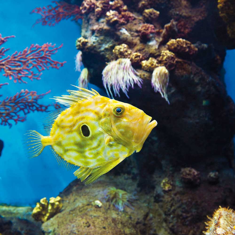 aquariumbcn_pezsanpedro